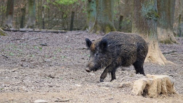 Obavijest lovačkog društva “Srndać”