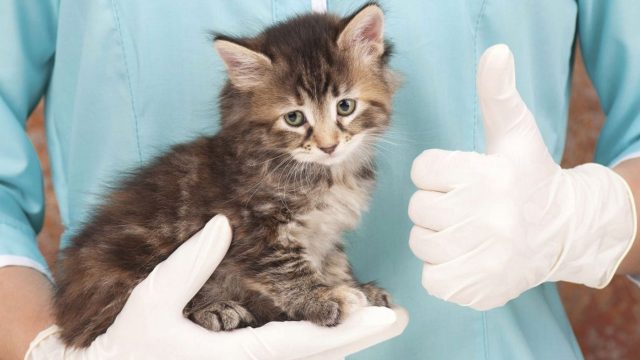 Akcija sterilizacije mačaka s 50% popusta